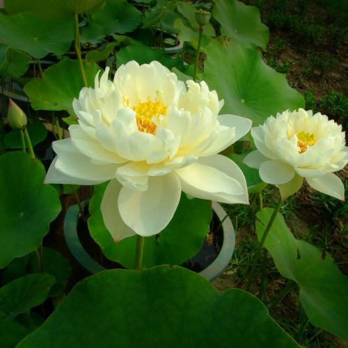 網站運營有效推廣的八大優勢